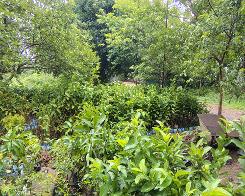 subarnrekha-nursery